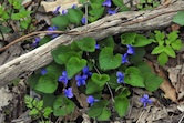 violets